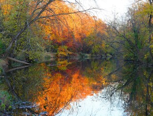 Wall Mural - View of fall leaves reflecting in the water of the Delaware-Raritan canal in Princeton, New Jersey