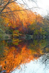 Wall Mural - View of fall leaves reflecting in the water of the Delaware-Raritan canal in Princeton, New Jersey