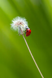 Fototapeta Dmuchawce - Beautiful Ladybug on dandelion defocused background