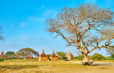 Canvas Print - The day walk in Bagan, Myanmar