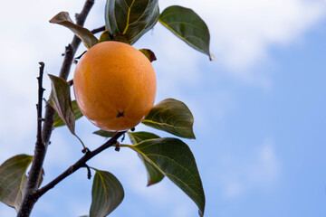 Canvas Print - Persimmon