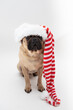 Cute sitting pug dog wearing a red and white striped long hat 