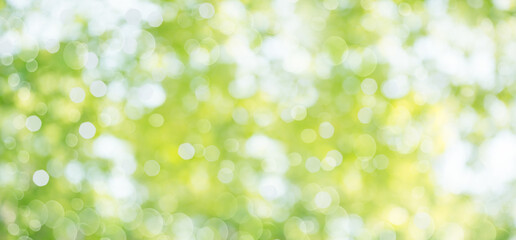 Fresh healthy green bio background with abstract blurred foliage and bright summer sunlight and a central copyspace for your text or advertisment.