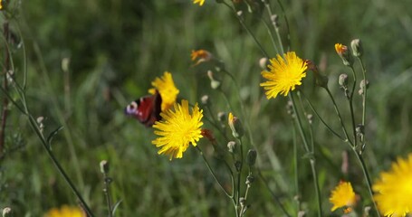 Wall Mural - A bee on a yellow dandelion flower on a green natural background collects nectar on a windy sunny day. A strong wind shakes the flowers.