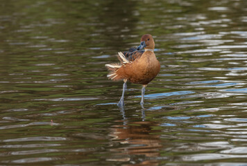 Aufkleber - A fulvous whistling duck, genus Dendrocygna, also called tree duck  stands in the water with one leg raised and the wind blowing its tail feathers.