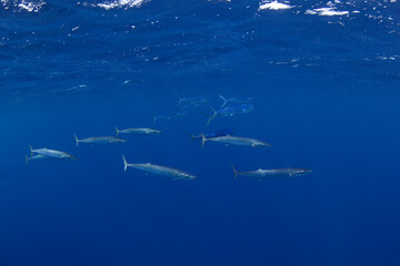 Wall Mural - Wahoos swim near the surface. Predatory fishes in the Indian ocean. Swimming with the wahoos