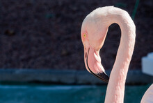 A Beautiful Shot Of Pink Flamingo Close-up