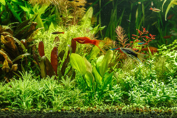 A green beautiful planted tropical freshwater aquarium with fishes,zebra angelfish pterophyllum scalare aquarium