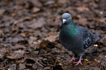 beautiful city pigeon walking in the park