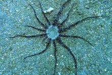 Actinostephanus Haeckeli - Haeckels Sandanemone