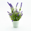 Flowerpot with decorative lavender flower on white background