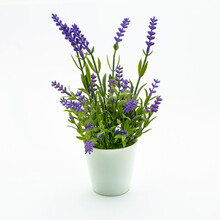 Flowerpot With Decorative Lavender Flower On White Background