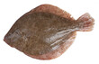 Fresh flatfish, turbot