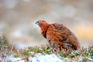 Wall Mural - Pardwa szkocka, Red grouse (Lagopus lagopus scotica)