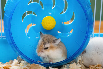 Wall Mural - cage with a small pet hamster cleaning his chest in the wheel