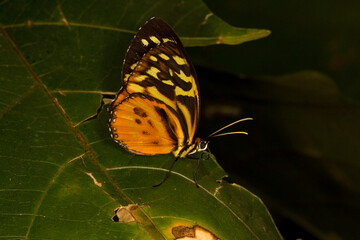 Wall Mural - The Harmonia tiger-wing or Harmonia tiger (Tithorea harmonia).