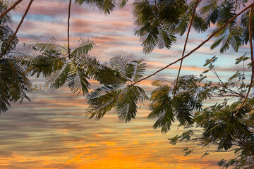 Wall Mural - leaves against the background of the evening sky