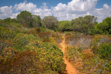 Wall Mural - A path through Mallorca shrubs in a park near Cala Romantica beach in Spain