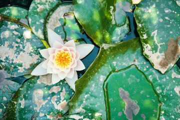 Flat lay of water lily and large green leaves floating in water. Beautiful flower growing in reservoirs. Light pink lotus in pond.