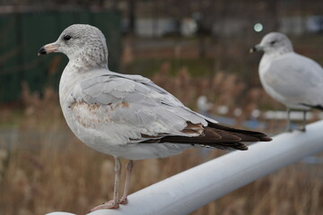 seagull on the beach