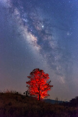 Wall Mural - milky way galaxy with stars and space dust in the universe over red tree, long speed exposure.