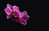 Fototapeta Storczyk - Two purple orchid flowers on a black isolated background. Selective focus, a place to copy.