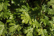 Close Up Of The Bright Green Glossy Leaves Of A Japanese Aralia Or Castor Oil Plant (Fatsia Japonica) Growing In A Garden In Rural Devon, England, UK