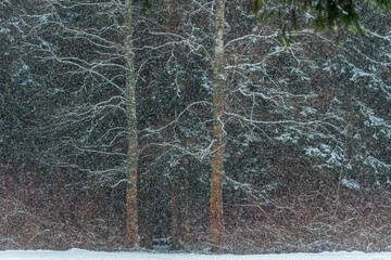 Wall Mural - Blizzard and blizzard in the winter forest. Picturesque forest winter landscape.