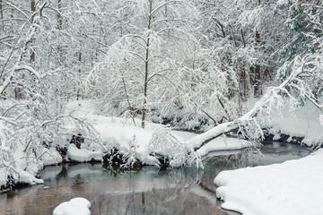 Wall Mural - Snowy winter forest and flowing river. Scenic landscape on a winter day in the forest