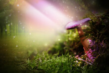 Fantasy World. Mushroom Lit By Magic Light In Enchanted Forest