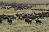 Fototapeta Sawanna - Herd of wildebeest in savannah in kenya