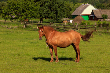 horse grazing on green grass