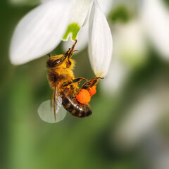 Snowdrop honey, Honey bee on a snowdrop