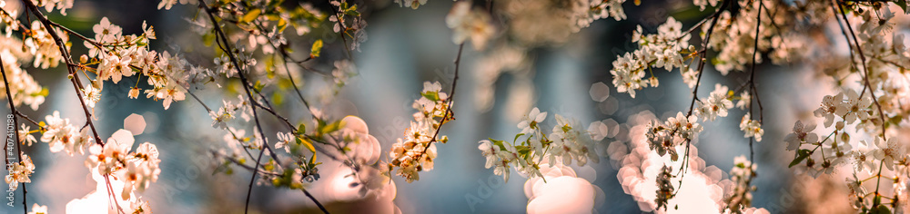 flowering spring cherry tree close-up and light bokeh - obrazy, fototapety, plakaty 