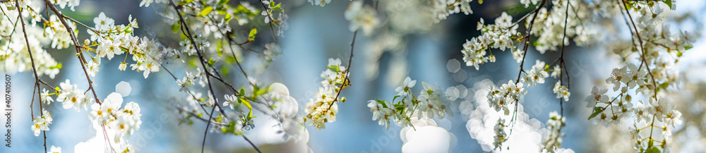 flowering spring cherry tree close-up and light bokeh - obrazy, fototapety, plakaty 
