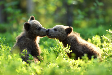 Wall Mural - bear cubs in the summer forest
