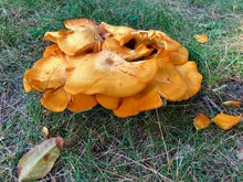 Poison Jack-O-Lantern Mushrooms