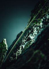 Wall Mural - close-up of just harvest kale, view of fresh leaves. Green raw cabbage detail.