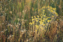 Helichrysum Arenarium, Dwarf Everlast, Immortelle Yellow Flowers In A Field