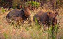 Two Black Rhino - One With Head In The Air Watching Viewer
