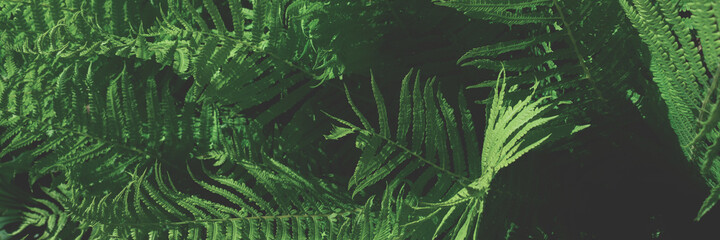 Wall Mural - Header with toned green fern leaves texture. Summer concept.