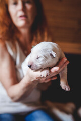 Wall Mural - Newborn swiss shepherd lying in breeder hands. cute Puppy holding by owner. Portrait of a young dog