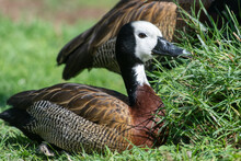 A White-faced Whistling Duck (Dendrocygna Viduata) Very Close Up Sitting In The Grass In The Sun.