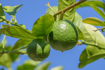 Closeup of a lime tree in sunlight against clear blue sky