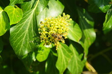 Honeybee With Pollen On An Ivy Flower. Flowering Ivy.