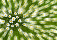 Daisies In A Meadow With Zoom Burst Artistic Effect