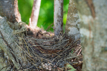 Bird nest closeup view over the tree