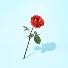 Rose Flower On Pastel Blue Background. Minimal Floral Concept. Creative Day Light Layout