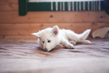 Wall Mural - White swiss shepherd puppys lying at home on bed. Potrait of small puppys at breaders home. New born dog 