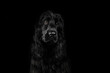 english cocker spaniel dog magical lovely portrait on black background
